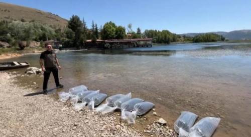 Dinar’da 205 bin yavru balık baraj ve göletlerle buluştu