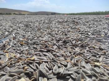 Dinar’Da Ayçiçek Hasadı Başladı
