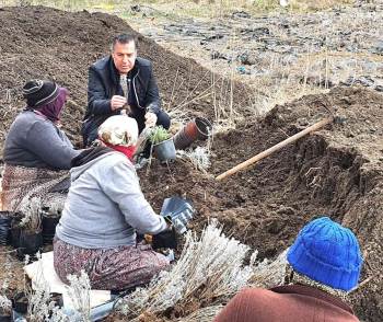Dinar’Da Lavanta Fidan Dikimi Başladı
