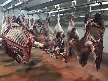 Dinar’Dan Deprem Bölgesine 110 Küçükbaş, 4 Büyükbaş Hayvan Bağışlandı
