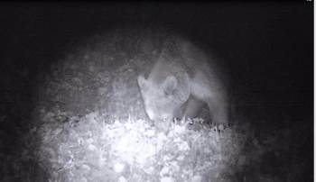Doğada Dolaşan Ayı Fotokapana Yakalandı
