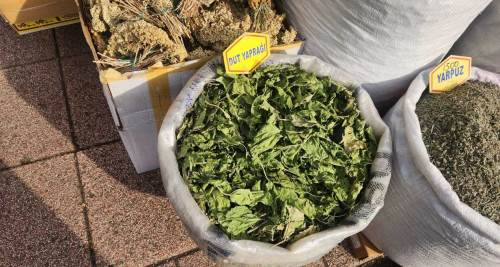 Doğal şifa kaynağı dut yaprağı gözde oldu