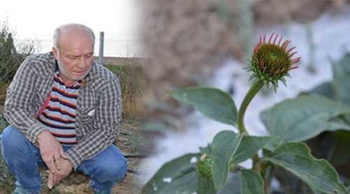Doğal tedavi bitkileri Feylesoflardan