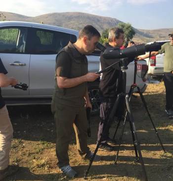 Doğaya Salınan Anadolu Yaban Koyunları İzlendi
