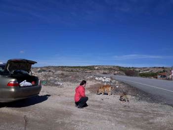 Doktorluğa Ara Verdi, Sokak Hayvanlarını Tedavi Ediyor

