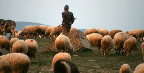 DOLGUN MAAŞLA ÇOBANLAR ALINACAK
