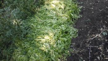 Dolu Yağışı Tarım Arazilerine Zarar Verdi
