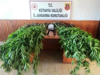 Domaniç’Te 100 Kök Keneviri Ele Geçirildi
