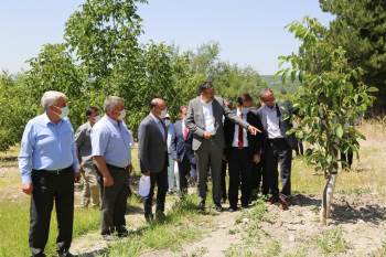 Domaniç’Te 2 Bin 800 Dönümlük Ceviz Bahçesi
