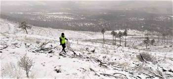 Domaniç’Te 30 Hektar Sahaya Ekilen Tohumlar Filizlenmeye Başladı
