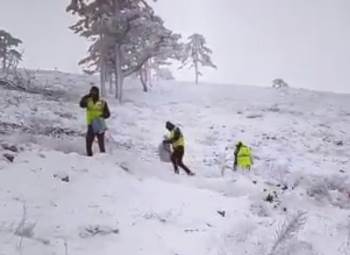 Domaniç’Te Kozalaklardan Çıkarılan Sedir Tohumları Toprağa Ekildi
