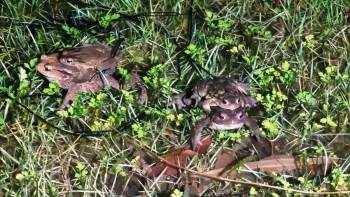 Domaniç’Te Kurbağaların 5 Bin Yıllık Üreme Göçü Başladı
