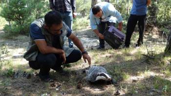 Domaniç’Te Nesli Tükenme Tehlikesi Altında Olan Porsuk Bulundu
