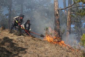 Domaniç’Te Orman Yangını
