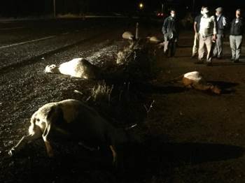 Domaniç’Te Otomobil Sürüye Daldı: 11 Hayvan Telef Oldu
