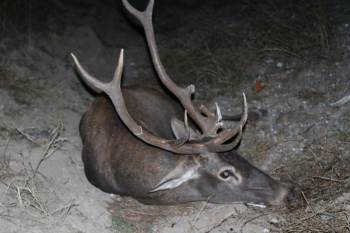 Domaniç’Te Otomobilin Çarptığı Geyik Telef Oldu
