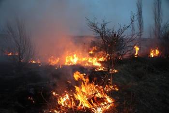 Domaniç’Te Sazlık Alanda Yangın Çıktı
