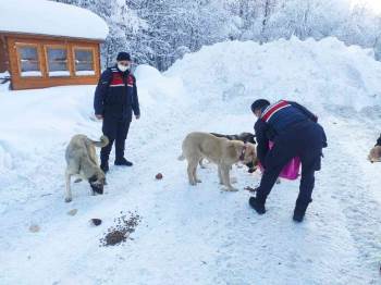Domaniç’Te Sokak Hayvanları İçin Yemleme Çalışması
