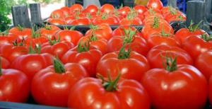 Domates fiyatları cep yakıyor