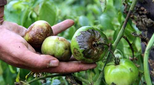 Domatesi fungal hastalığı vurdu