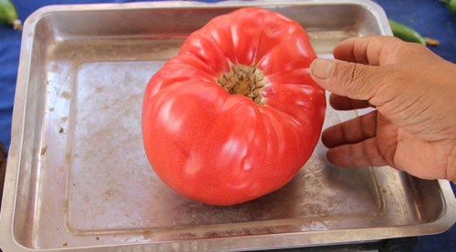 Domatesin ağırlığını duyanlar şaşırıyor