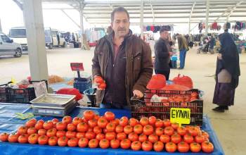 Domatesin Fiyatı Yarı Yarıya Düştü
