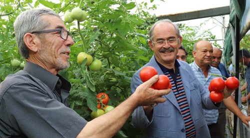 Domatesleri Büyükerşen topladı