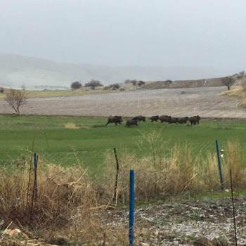 Domuz Sürüleri Ovaya İndi, Bölge Halkı Korkuyla Yaşıyor
