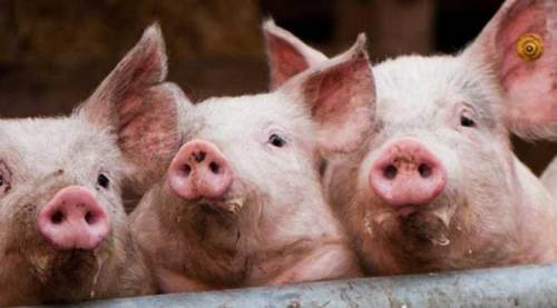 Domuz yemek istemiyorsan Eskişehirli firmayı tercih et!