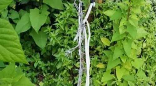 Domuzlar için kurduğu tuzakta eşini kaybetti