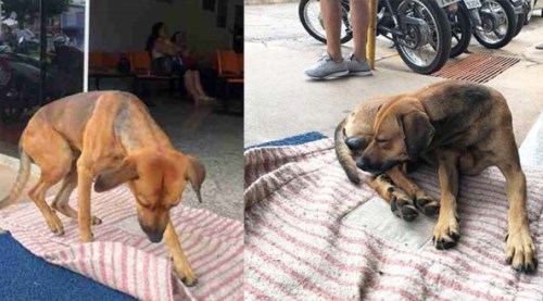 Dört aydır aynı yerde bekliyor!