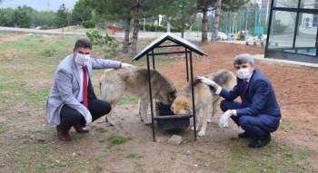 Dpü Kampüsündeki Hayvanlara Mama Verildi
