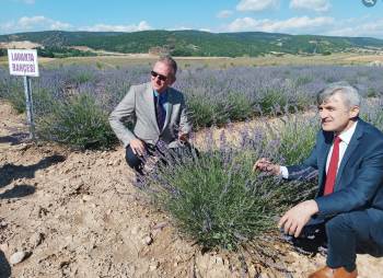 Dpü Tavşanlı Meslek Yüksekokulunda Lavanta Bahçesi
