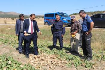 Dumlupınar’Da Şeker Pancarı Bereketi
