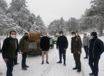 Dumlupınar’Da Yaban Hayvanlarına Yem Bırakıldı
