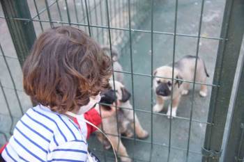 Dünya Sokak Hayvanları Günü Dolayısıyla Yapılan Çalışmalar Hakkında Bilgi Verildi
