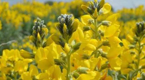 Dünya üzerinde sadece Afyon'da yetişiyor