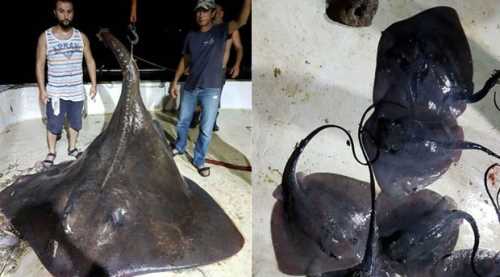 Dünyanın en büyüğü İzmir'de ortaya çıktı