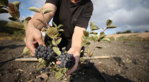 Dünyanın En Süper Meyvesi -Ölümden Başka Her Şeyin Çaresi Ondaymış!