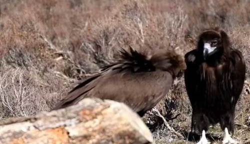 Dünyanın en tehlikeli uçan avcıları Afyon'da görüldü!