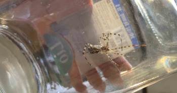 Dünyanın En Zehirli Örümceklerinden ’Argiope Lobata’ Bilecik’Te Görüldü
