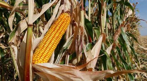 Dünyaya 13500 TL, Eskişehirli çiftçiye 6 bin TL!