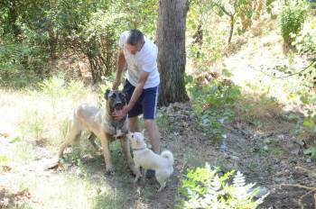 Duyarlı Vatandaş Sayesinde Sokak Köpeği Ölmekten Kurtuldu
