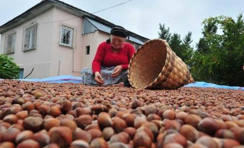 Düzce, AB ülkelerine 5 bin 422 ton fındık ihraç etti