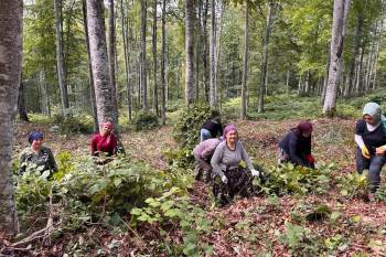 Düzce Akçakoca'da orman gençleştirme çalışmaları tamamlandı
