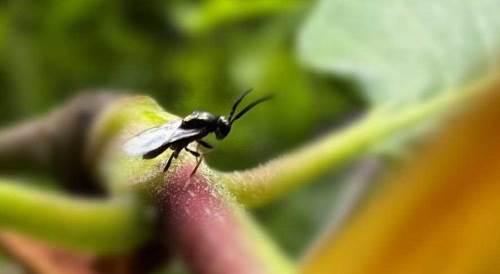 Düzce'de 4 bin savaşçı böcek o zararlıyla savaşacak!