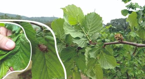 Düzce’de fındıkta ilaçlama dönemi başladı: Üreticilere kritik uyarı