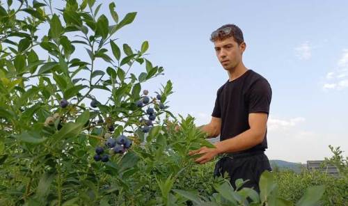 Düzce’de genç girişimci yaban mersini ile bakın neler yapıyor...