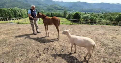 Düzce’de gönülleri ısıtan hikaye: Tayın yalnızlığına kuzu çare oldu