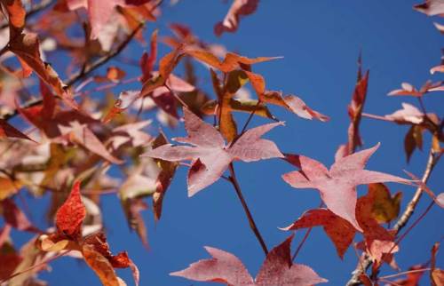 Düzce'de hava durumu nasıl olacak? (1 Kasım 2024)